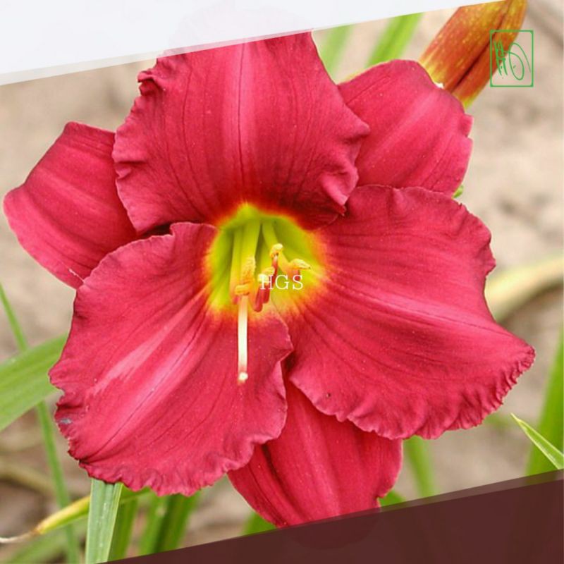 Tanaman Hias Bunga Day Lily Bangkok
