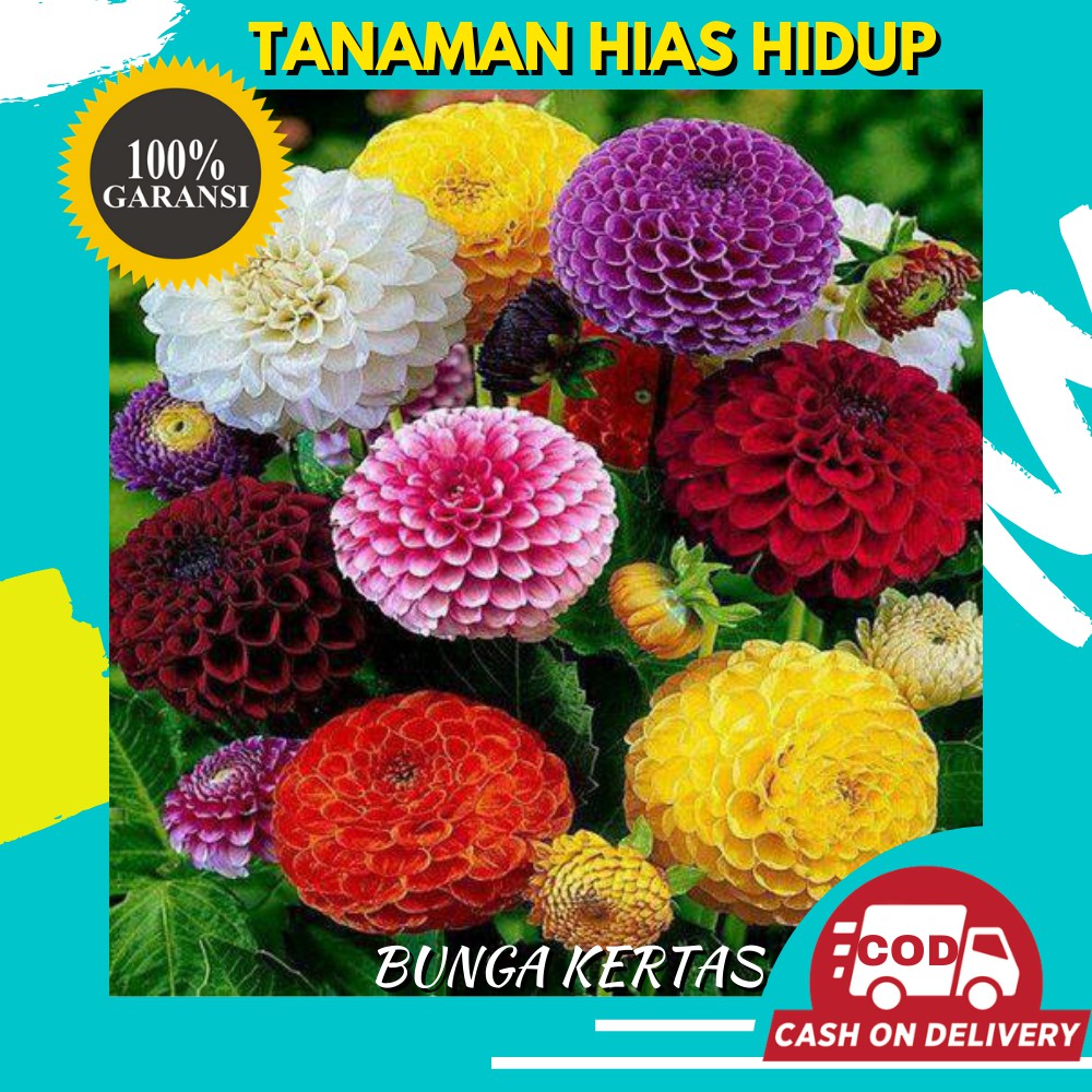 Bibit Tanaman Bunga Hias Bunga Kertas Zinnia Asli Hidup Murah Bergaransi Shopee Indonesia