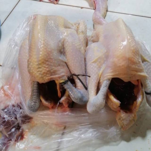 

Ayam kampung