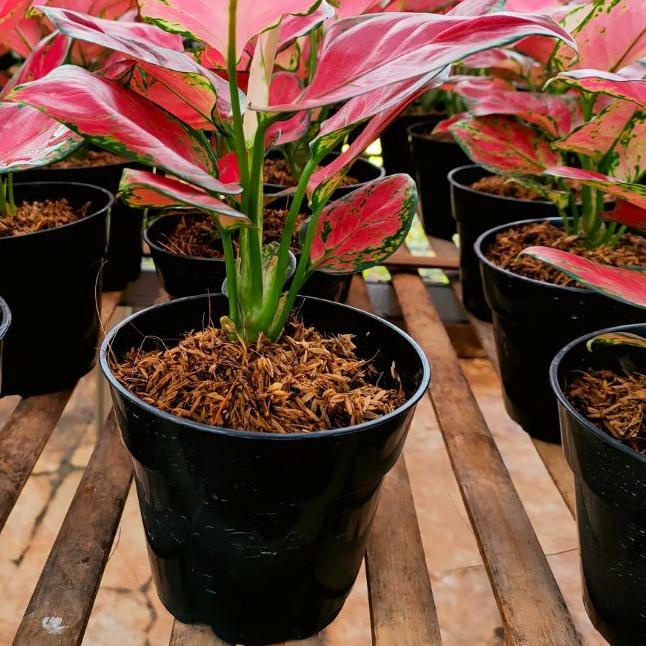 Red anjamani / aglonema red anjamani / red anja