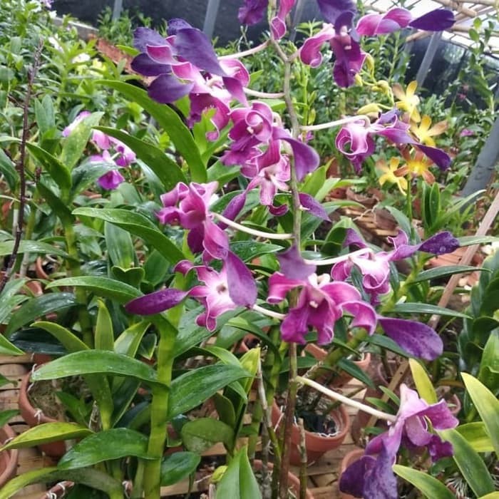 Seedling Anggrek Dendrobium Melintir
