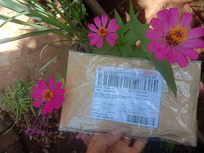 Benih Bibit Bunga Mawar Mixed 25 Warna (isi 50 Biji)