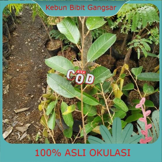 Bibit Durian Tembaga Bangka Super
