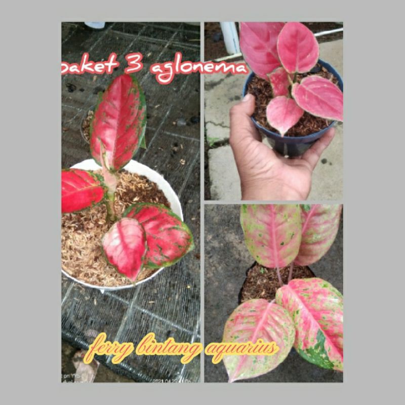 paket 3 aglonema