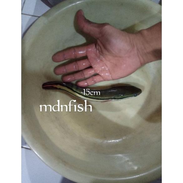 Gabus Toman Uk.13-15Cm