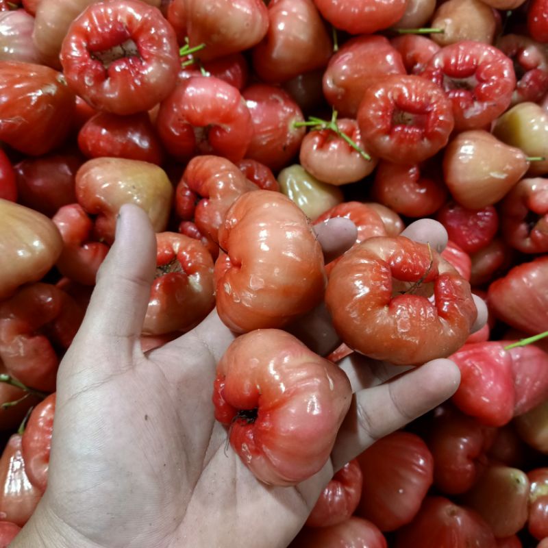 

JAMBU AIR RUJAKAN 1 KG PETIS MURAH SEGAR HARGA PER KILO