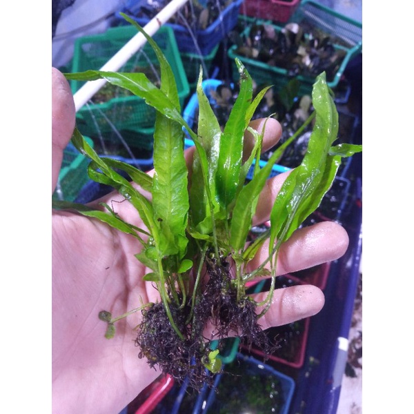 Kadaka Mini Microsorum Needle Narrow (tanaman aquascape low co2)
