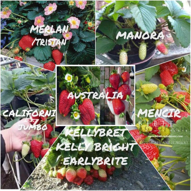 bibit strawberry 1pcs ASLI jenis: california, merlan tristan, australia, manora, mencir, kellybret t