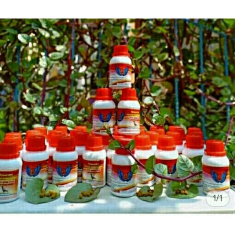 Jamu merpati rjb