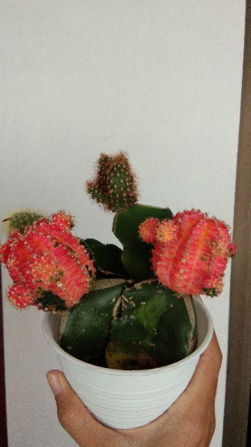 Kaktus Gimno Trikaler Per Pot