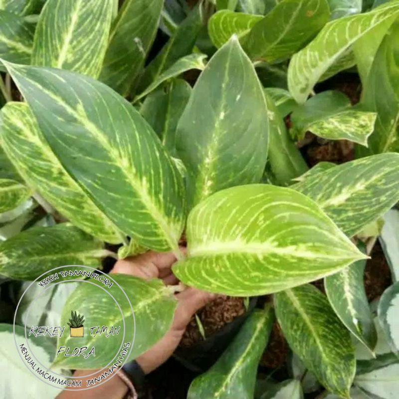 Tanaman Hias Blanceng Golden