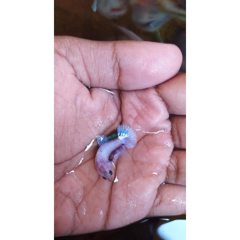 cupang nemo multy/candy/koi galaxy/cello/besgel/murah