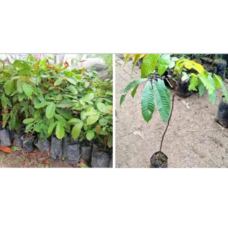 bibit buah matoa khualitas super unggul