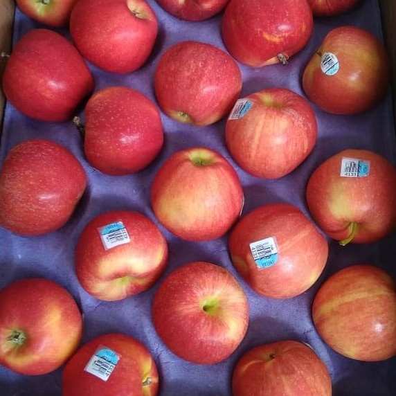 

APEL ROYAL GALA NZ NEW ZEALAND APPLE FRESH IMPORT PER KG