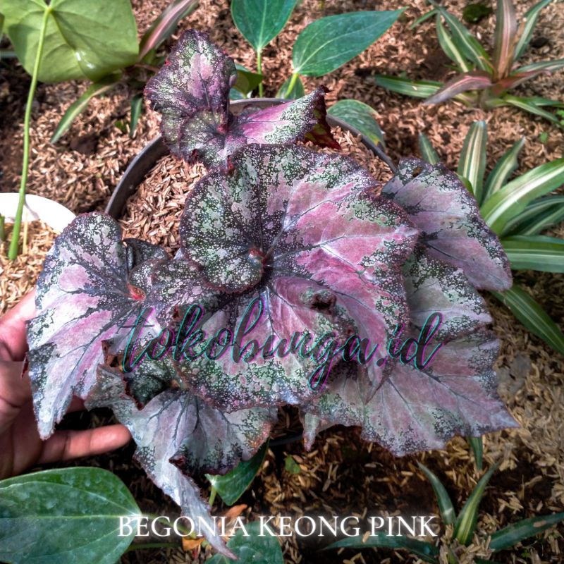 BEGONIA KEONG PINK ESCARGOT ESCARGAROT ESKARGOT REX