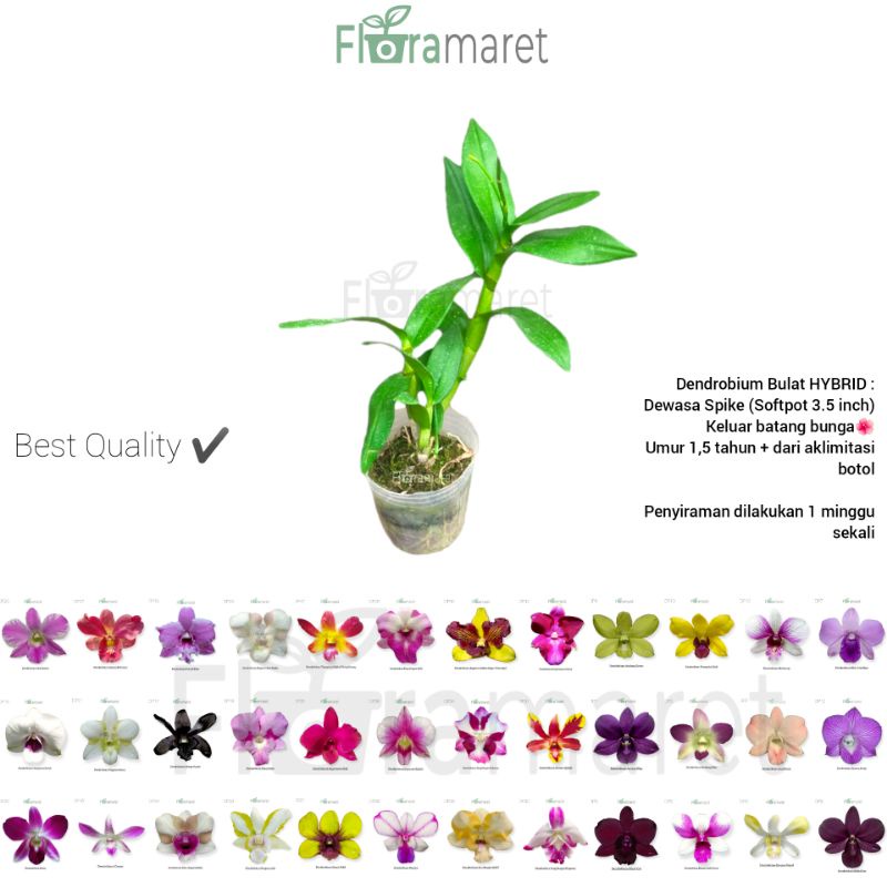 Anggrek dendrobium bulat spike - Dendrobium bulat hybrid spike