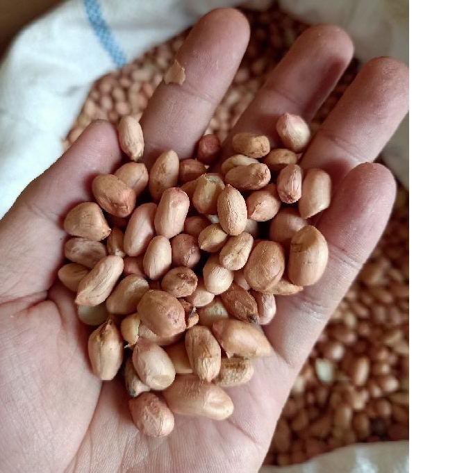 Paling Disukai Kacang Tanah Import India Ukuran Sedang 1 KG Kilo Fresh Cocok Peyek Giling Gado Gado