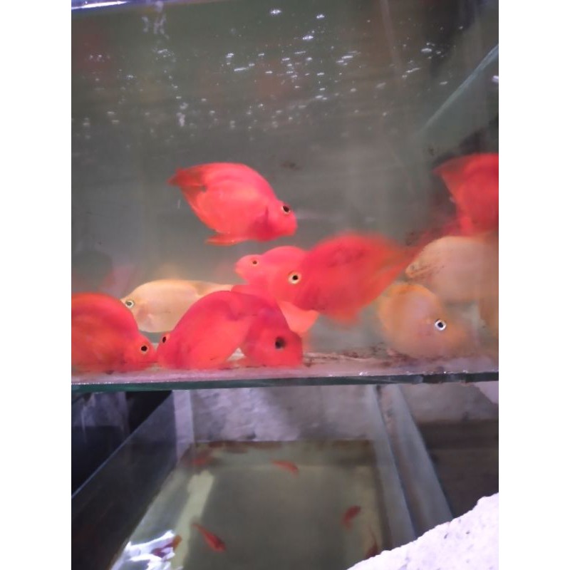 ikan red perot notel