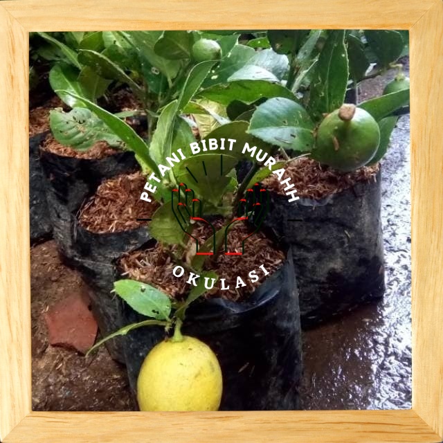 Bibit Jeruk Lemon Lokal