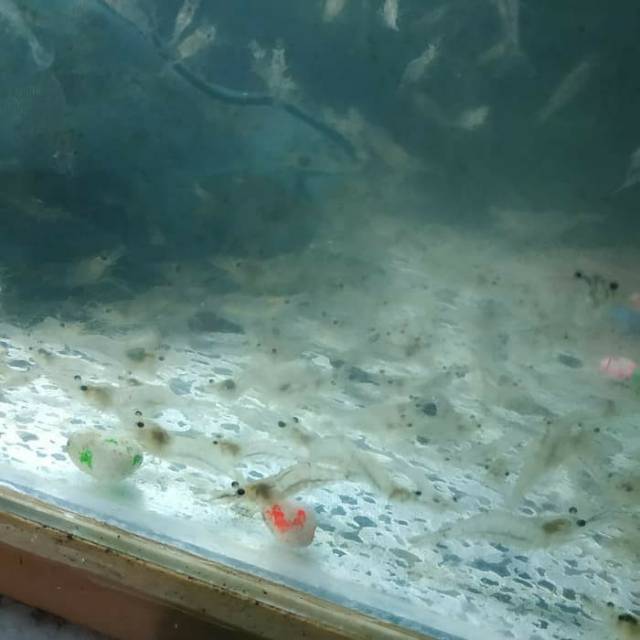 udang hidup udang sawah pakan umpan ikan