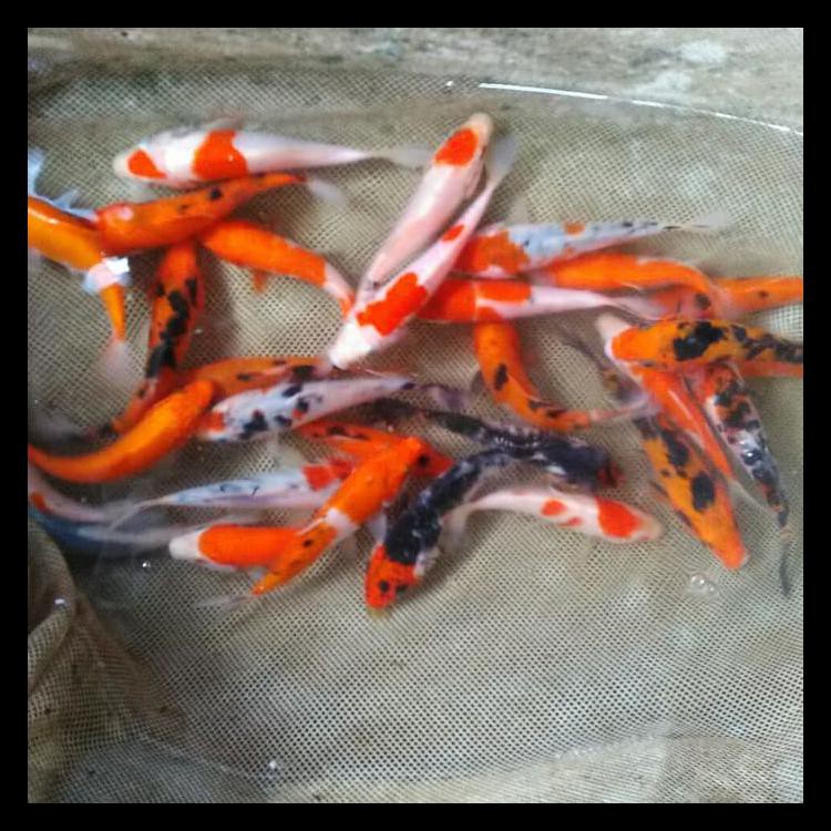 TERLARIS BIBIT IKAN KOI 5-7 CM//MUMER PALING LAKU