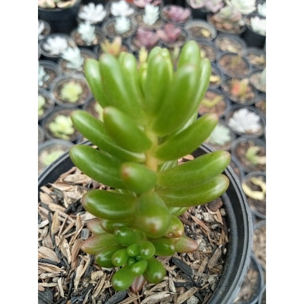 SEKULEN JELLY BEAN tanaman hias kaktus sekulen free pot+metan