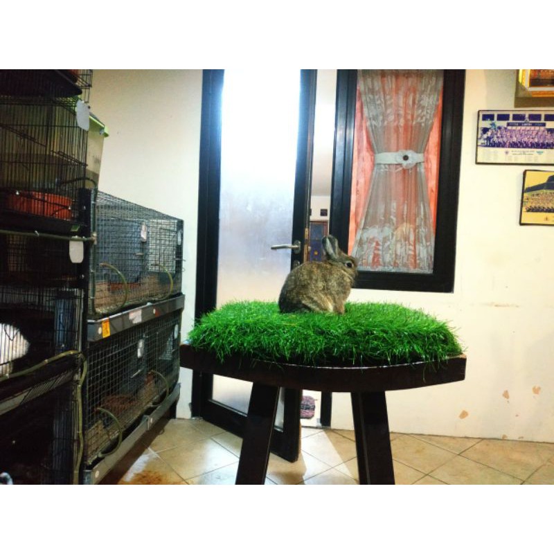kelinci Netherland dwarf ND betina chesnut