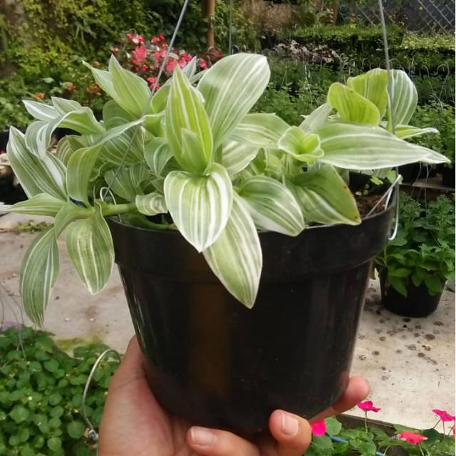 Bunga gantung Trade scantia/zebrina putih