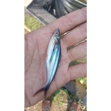bibit ikan patin