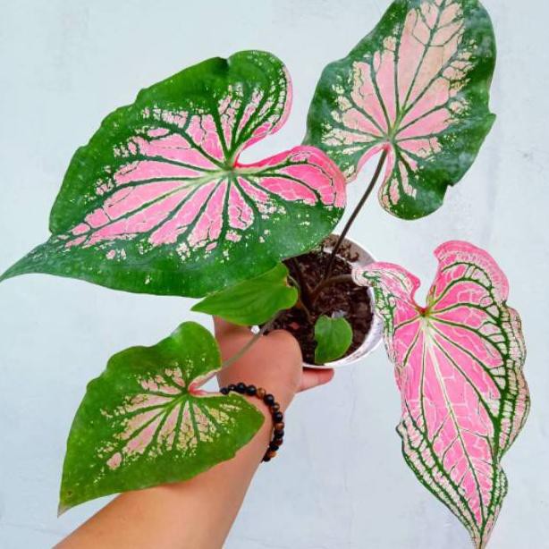 Keladi Wayang Tanaman Hias Keladi Caladium Plants Kode 2622 Shopee Indonesia