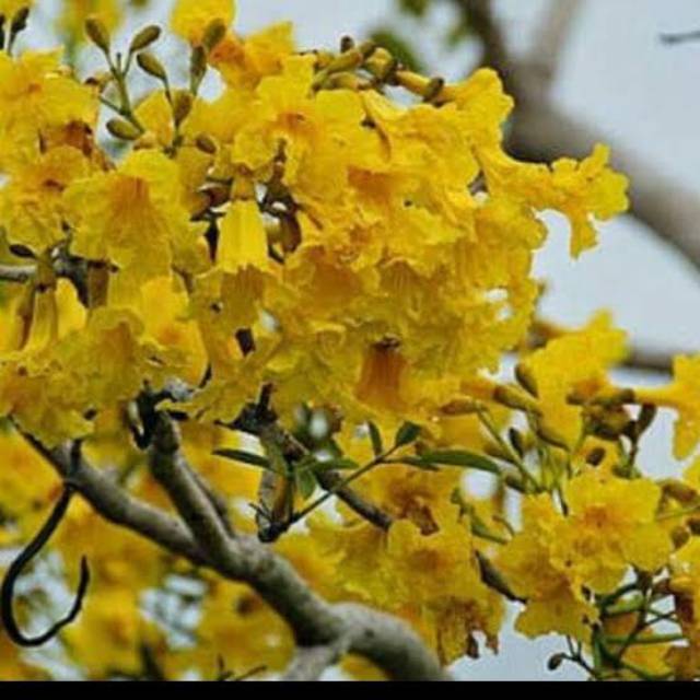 Tabebuya bunga kuning / pohon tabebuya