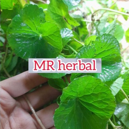 

Ssl09 Daun pegagan segar daun tapak kuda antanan merah fres per 1 kg