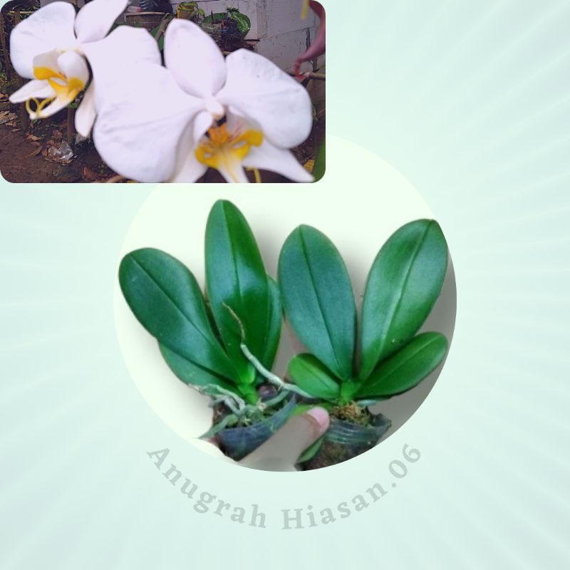 Bibit Anggrek Bulan,Ank Anggrek Bulan Amabilis Bunga Putih