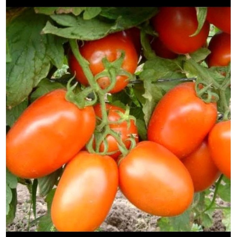 bibit tomat jumbo