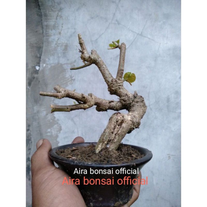 bahan bonsai waru lokal BUKAN waru Taiwan,Jepang,india
