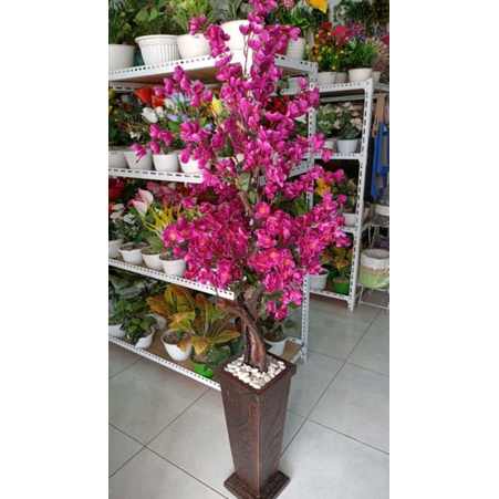 BUNGA SAKURA/POHON SAKURA+POT KAYU