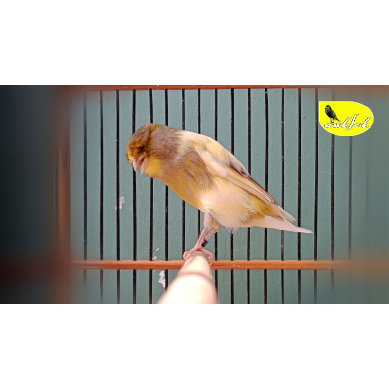 Kenari Yorkshire Jantan FOI19 king size