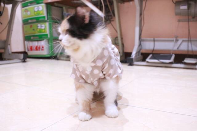 Kaos dress polkadot untuk kucing dan anjing lucu / baju kucing murah size S M L XL