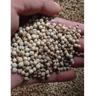 

MERICA LADA SAHANG PUTIH 100 GRAM LOKAL JAWA