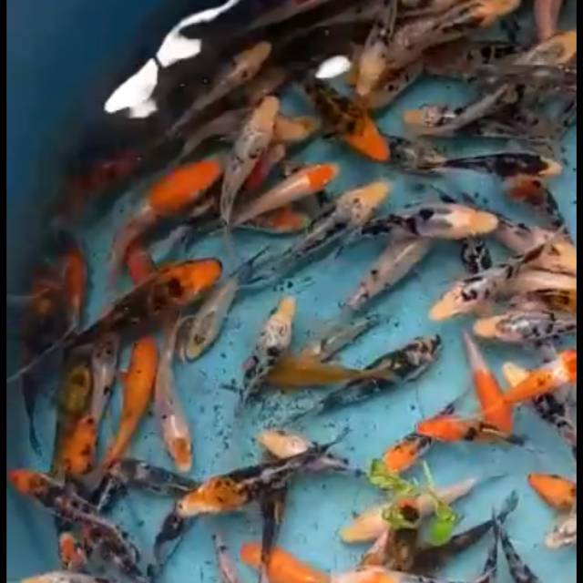 Ikan Koi Anakan Shopee Indonesia