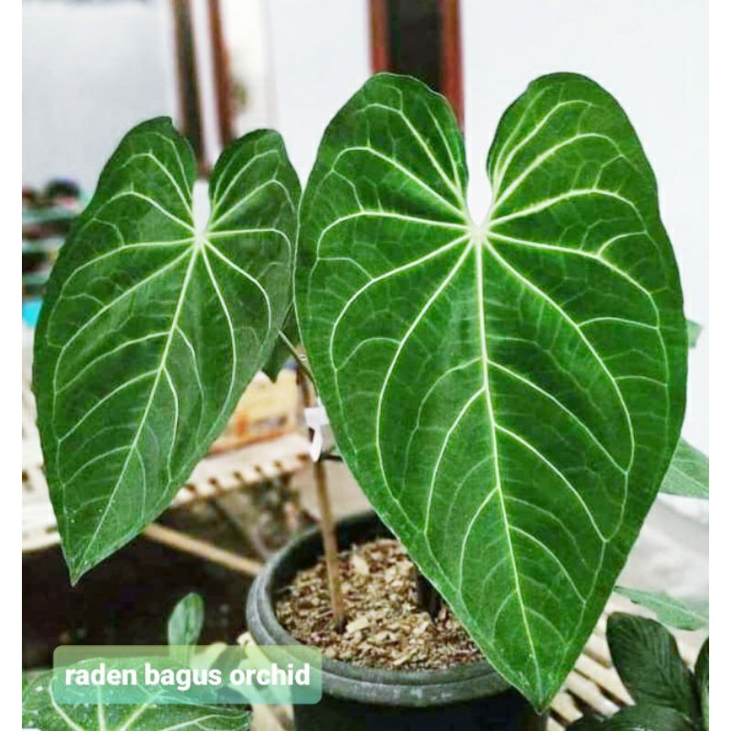 Anthurium Magnificum Verde