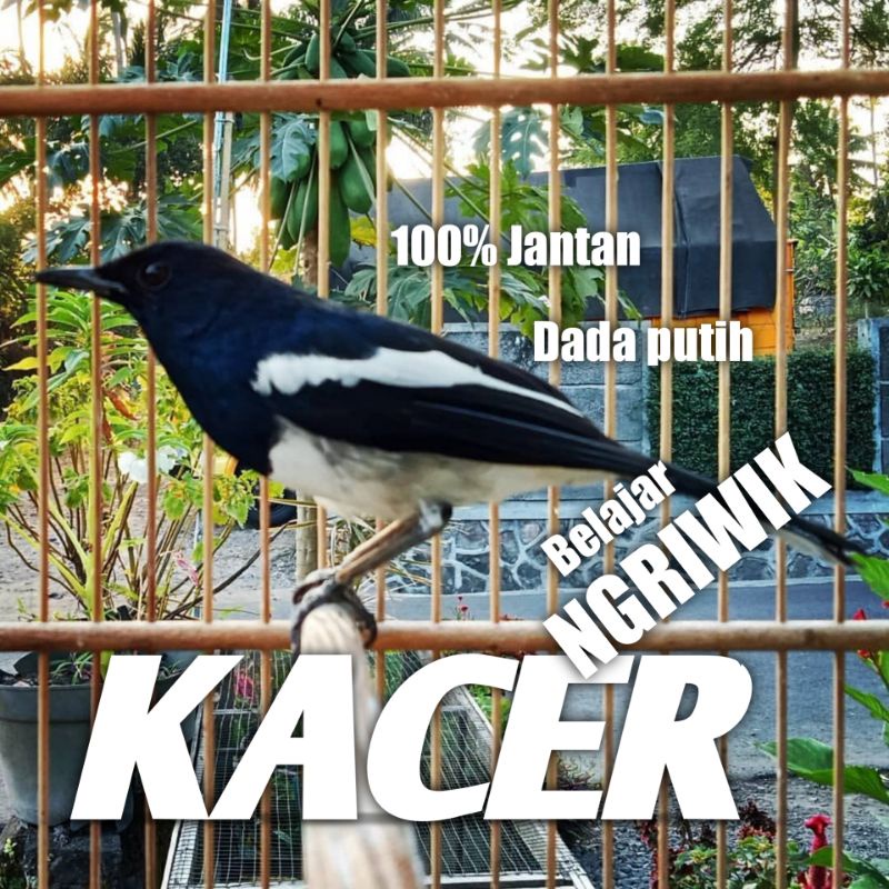 Burung Kacer Jantan Murah Dada Putih Pilihan Rawatan