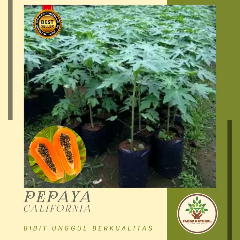 Bibit tanaman pepaya california Pohon pepaya california