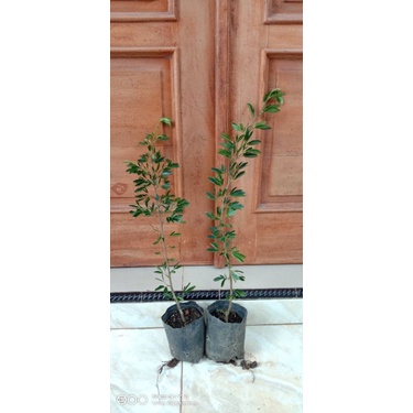 Bibit Bonsai Kaliandra Surinamensis