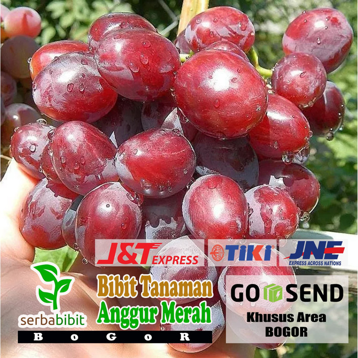 Bibit Anggur Merah - Pohon Anggur Merah