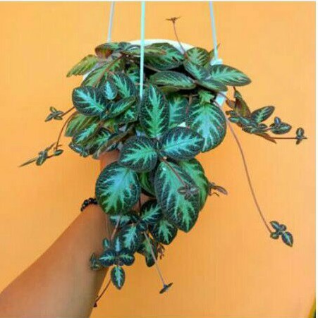 tanaman hias epicia hijau coklat - epicia hijau coklat - tanaman gantung epicia