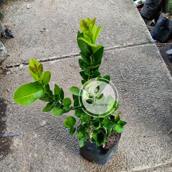 Bibit Jeruk Lemon Tea Pohon Jeruk Lemon Kuning Bibit Buah Jeruk Lemon Pohon Buah Jeruk Lemon