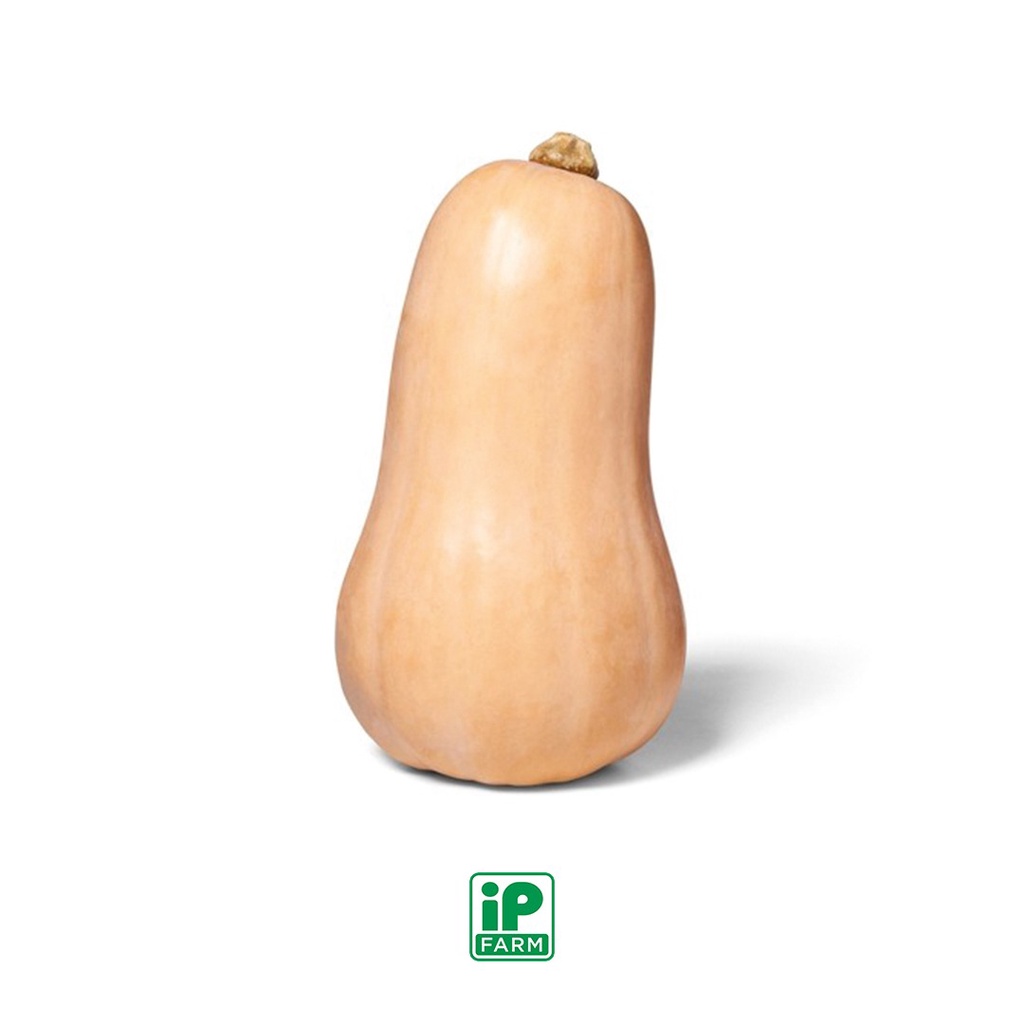 

Butternut Pumpkin 1 pc