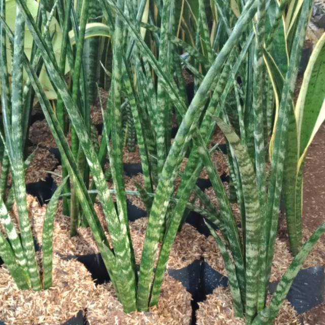 Tanaman Hias Sansivera Fernwood