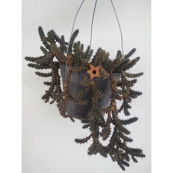 Sukulen Kaktus Langka Rare